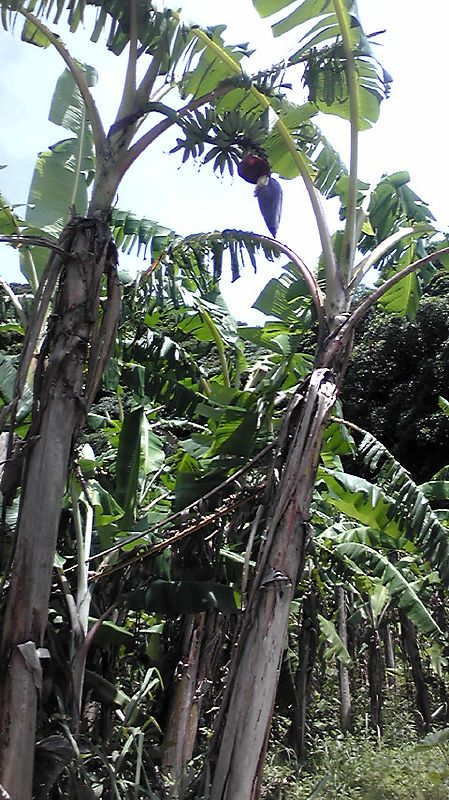 20100627133904