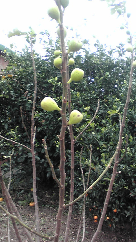 20101212152939