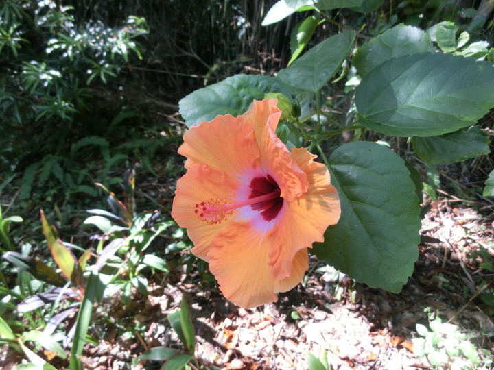 Cimg9444_2