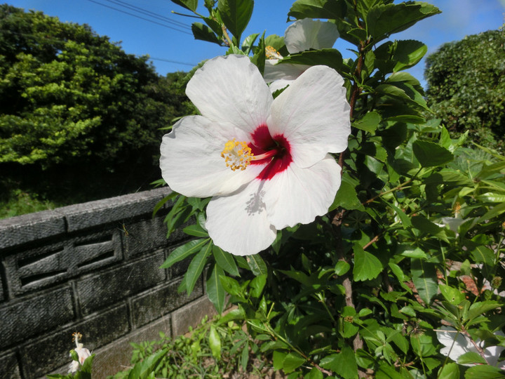 Cimg9445_2